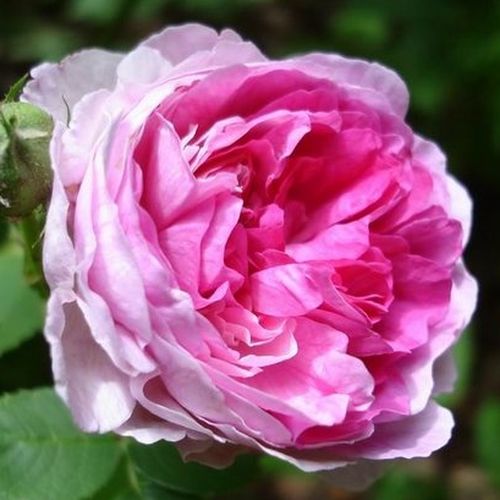 Vendita, rose Rosa Geschwinds Orden - rosa dal profumo discreto - Rose Romantiche - Rosa ad alberello - rosa - bianco - Rudolf Geschwind0 - 0